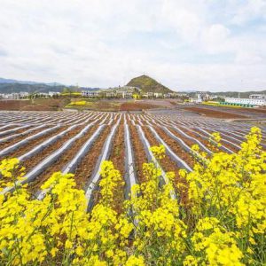 Dichromatic stripe mulch film